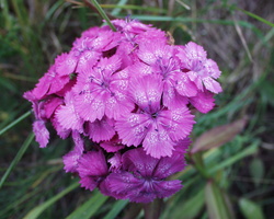 Dianthus barbatus · šiurpinis gvazdikas