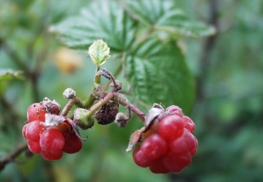 Rubus idaeus fruits · paprastoji avietė