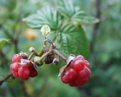 Rubus idaeus · paprastoji avietė