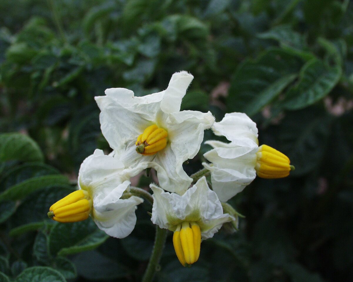 P6230138-Solanum-tuberosum.jpg
