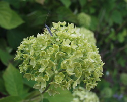 Hydrangea arborescens · šviesioji hortenzija