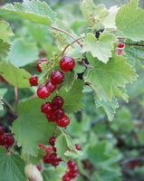 Ribes rubrum · raudonasis serbentas