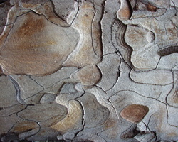 Pinus sylvestris bark · paprastoji pušis, žievė