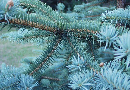 Picea pungens · dygioji eglė