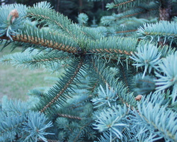 Picea pungens · dygioji eglė