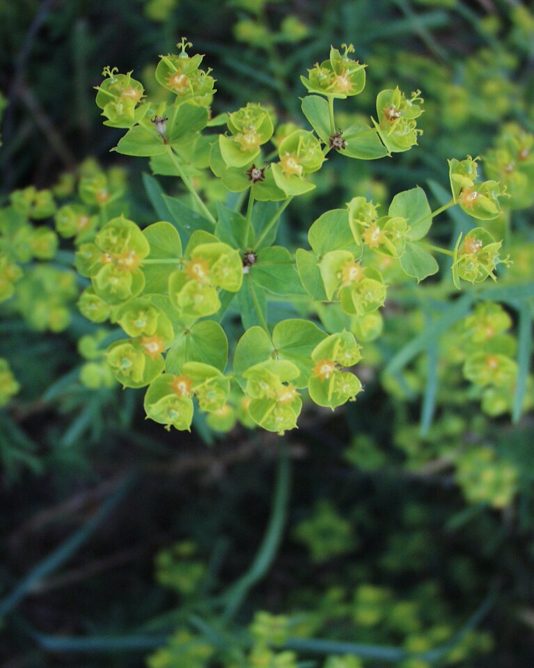 Euphorbia-cyparissias-P6250235.jpg