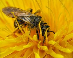 Anthophila · bitės