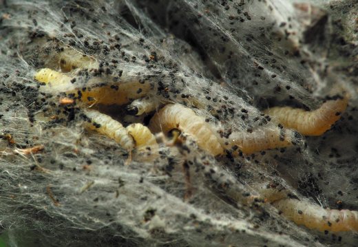 Insecta larvae
