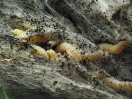 Insecta larvae