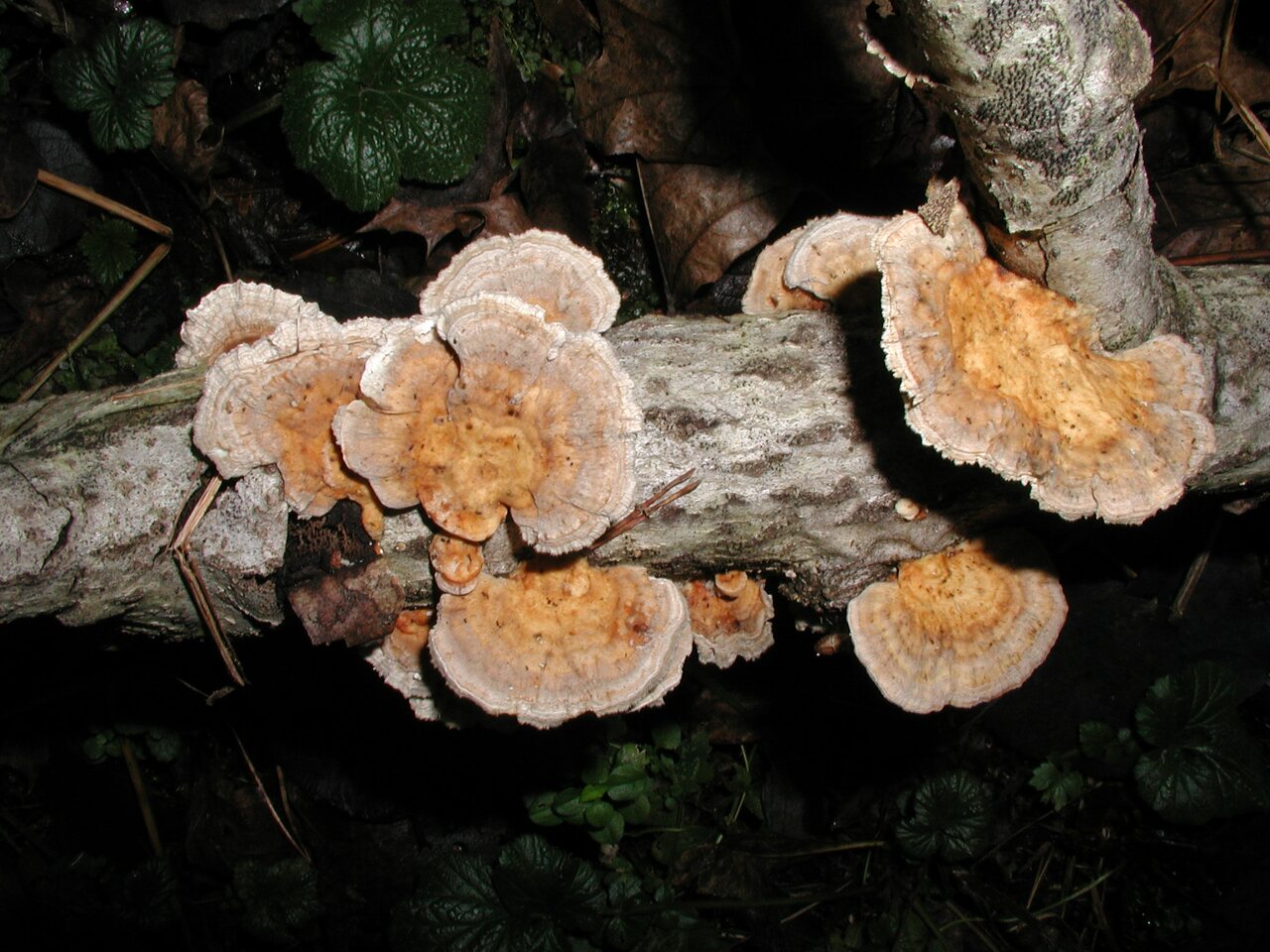 fungi-PB180089.jpg