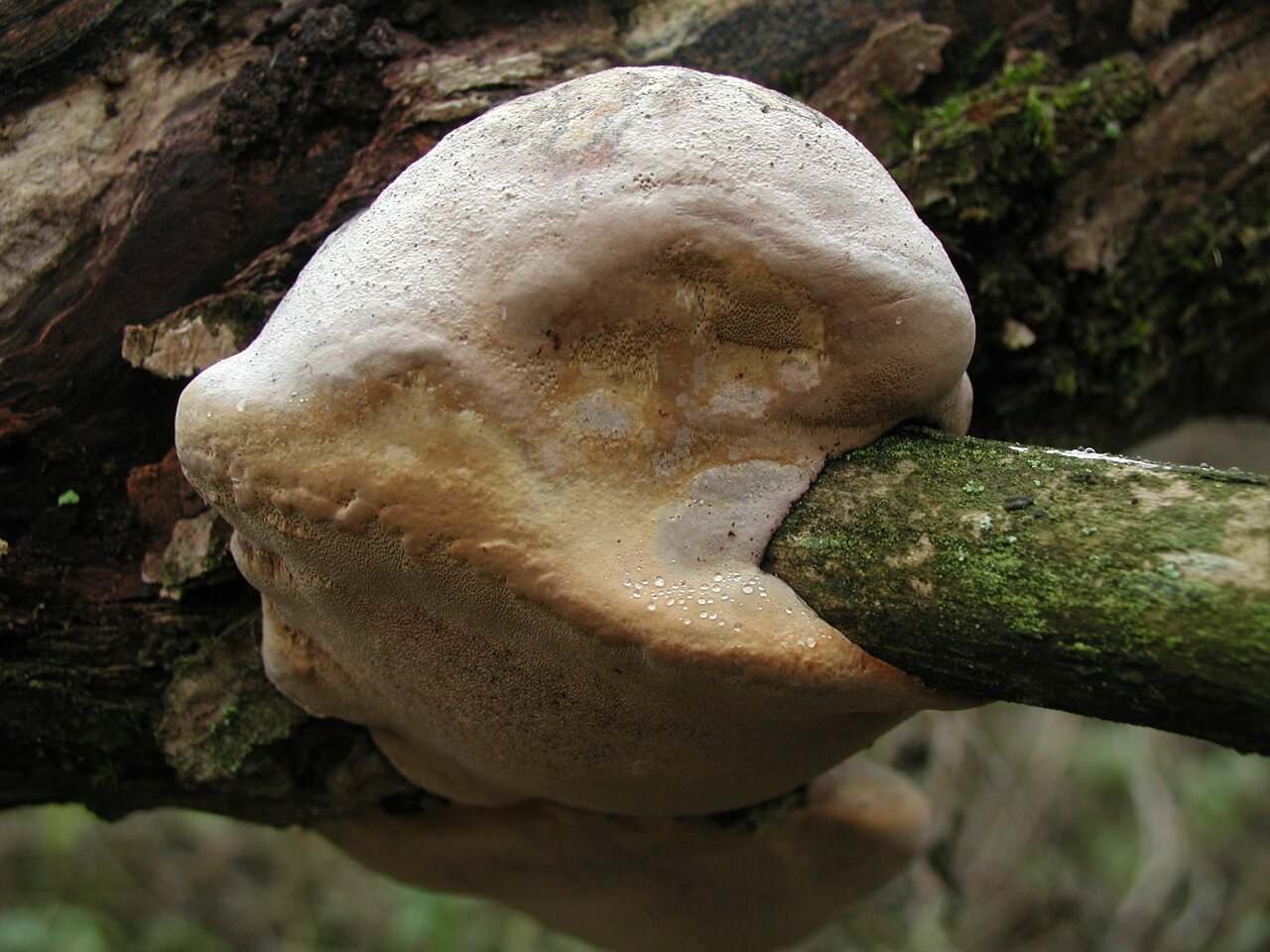 fungi-PB190206.jpg