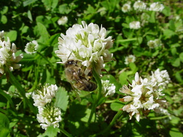Trifolium repens · baltasis dobilas
