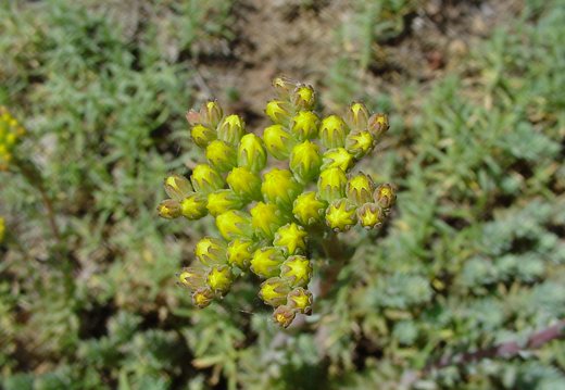 Crassulaceae · storlapiniai