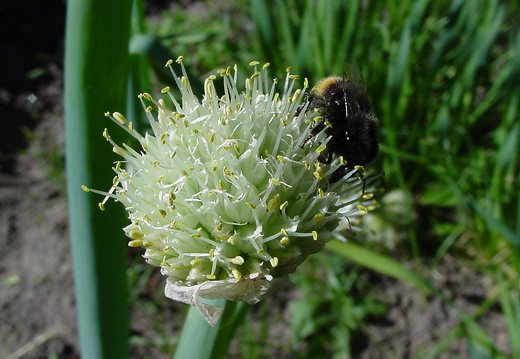 Allium cepa · valgomasis svogūnas