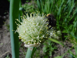 Allium cepa · valgomasis svogūnas