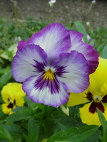 Viola × wittrockiana · darželinė našlaitė