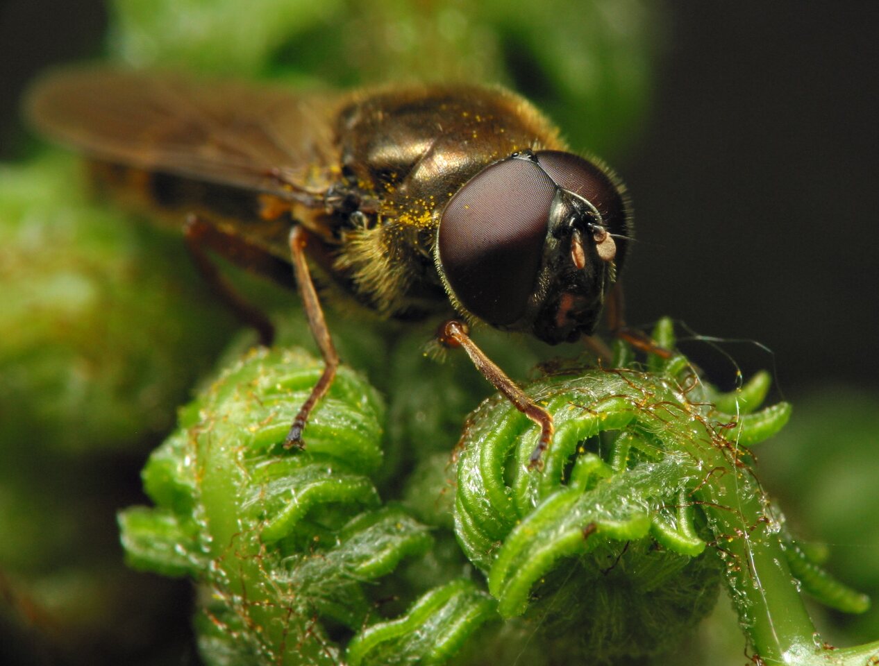 Diptera-7636.jpg