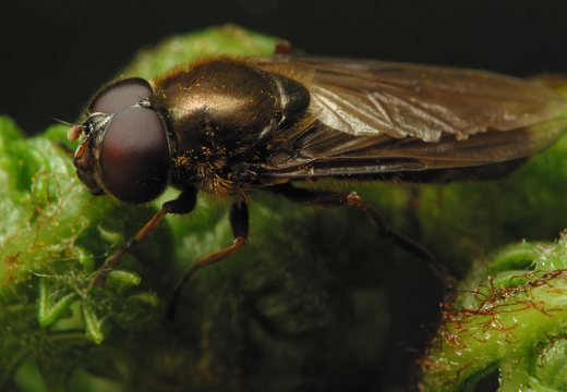 Syrphidae · žiedmusės
