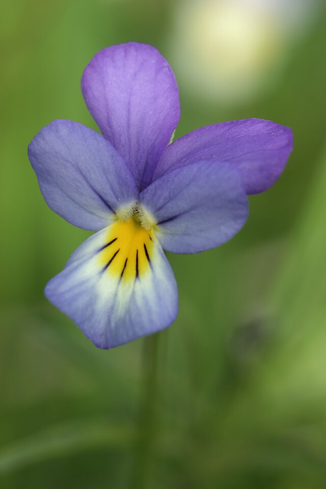 Viola-tricolor-7688.jpg