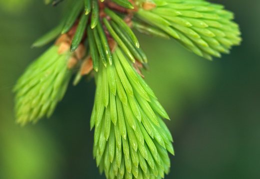 Picea abies shoots · paprastoji eglė, ūgliai