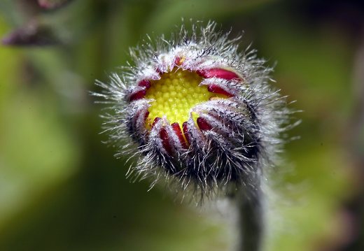 Pilosella officinarum flower bud · vienagraižė kudlė, žiedpumpuris