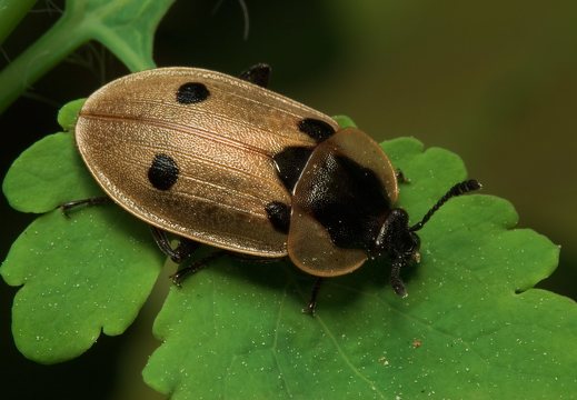 Dendroxena quadrimaculata · plėšrusis maitvabalis