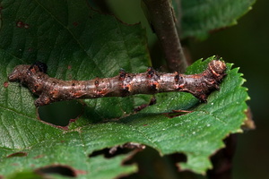Crocallis elinguaria caterpillar · geltonasis dvijuostis sprindžius, vikšras