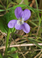 Viola mirabilis · puošnioji našlaitė