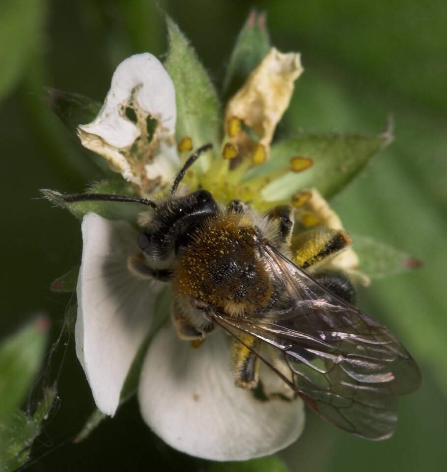 Apidae-7975.jpg
