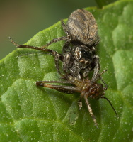 Evarcha arcuata female · vaivorykštinis musėgaudis ♀