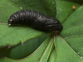 Lepidoptera pupa · drugys, lėliukė