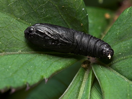 Lepidoptera pupa · drugys, lėliukė
