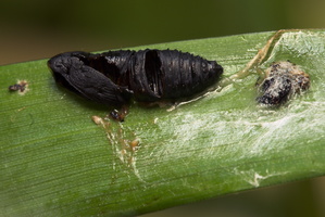 Lepidoptera pupa exuviae · drugys, lėliukė, išnara
