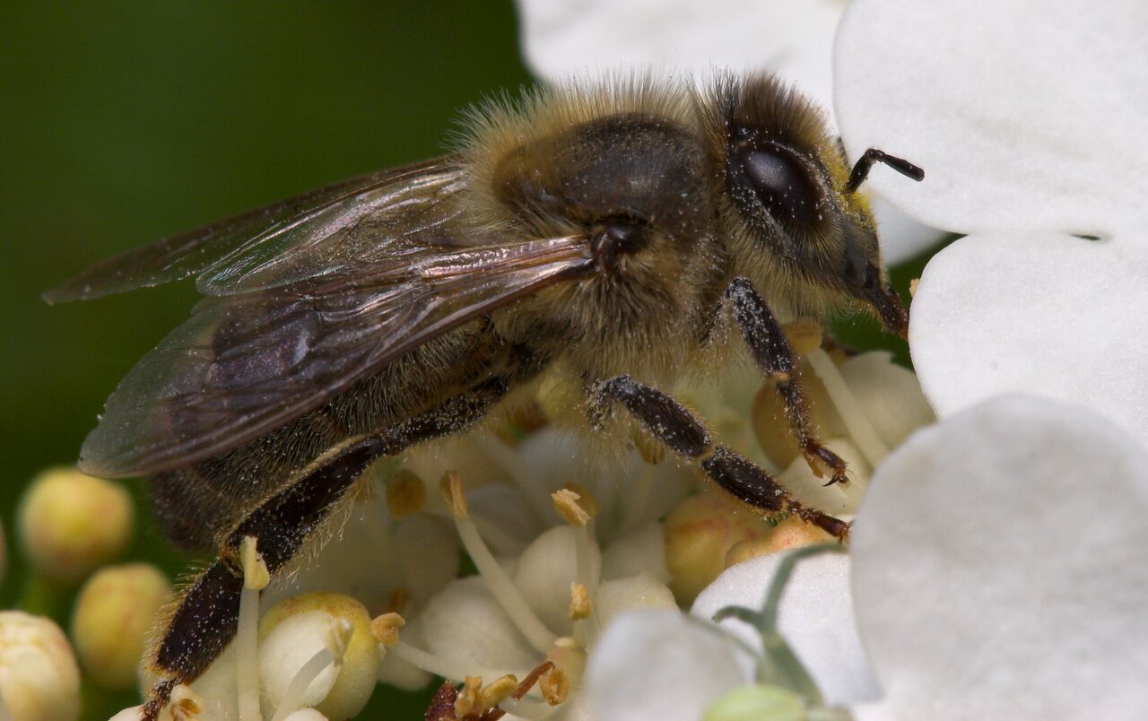Apidae-8077.jpg