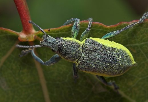 Chlorophanus viridis · geltonšonis straubliukas