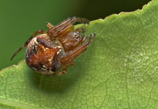 Araneus sturmi · tamsiarudis lopavoris