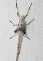 Ephemeroptera subimago exuviae · lašalo išnara