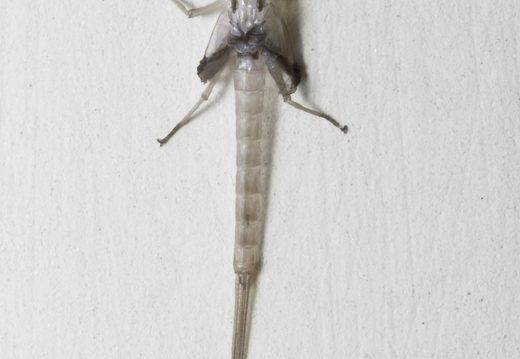 Ephemeroptera subimago exuviae · lašalo išnara