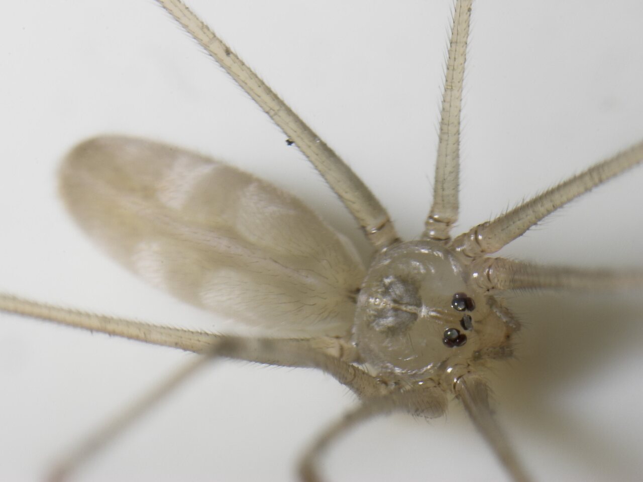 Pholcus phalangioides · ilgakojis virpūnėlis