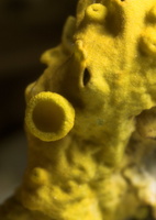 Xanthoria parietina · sieninė geltonkerpė