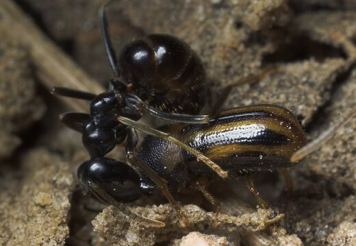 Lasius fuliginosus · juodoji medžių skruzdėlė