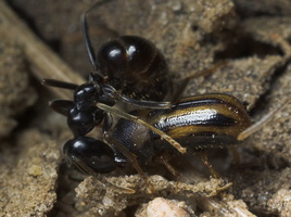 ants attacking Scolytinae sp.