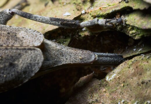 Acanthocinus aedilis laying eggs · ilgaūsis pušiagraužis deda kiaušinius ♀