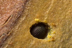 Scolytinae sp. · kinivarpa