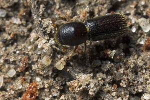 Scolytinae sp. · kinivarpa