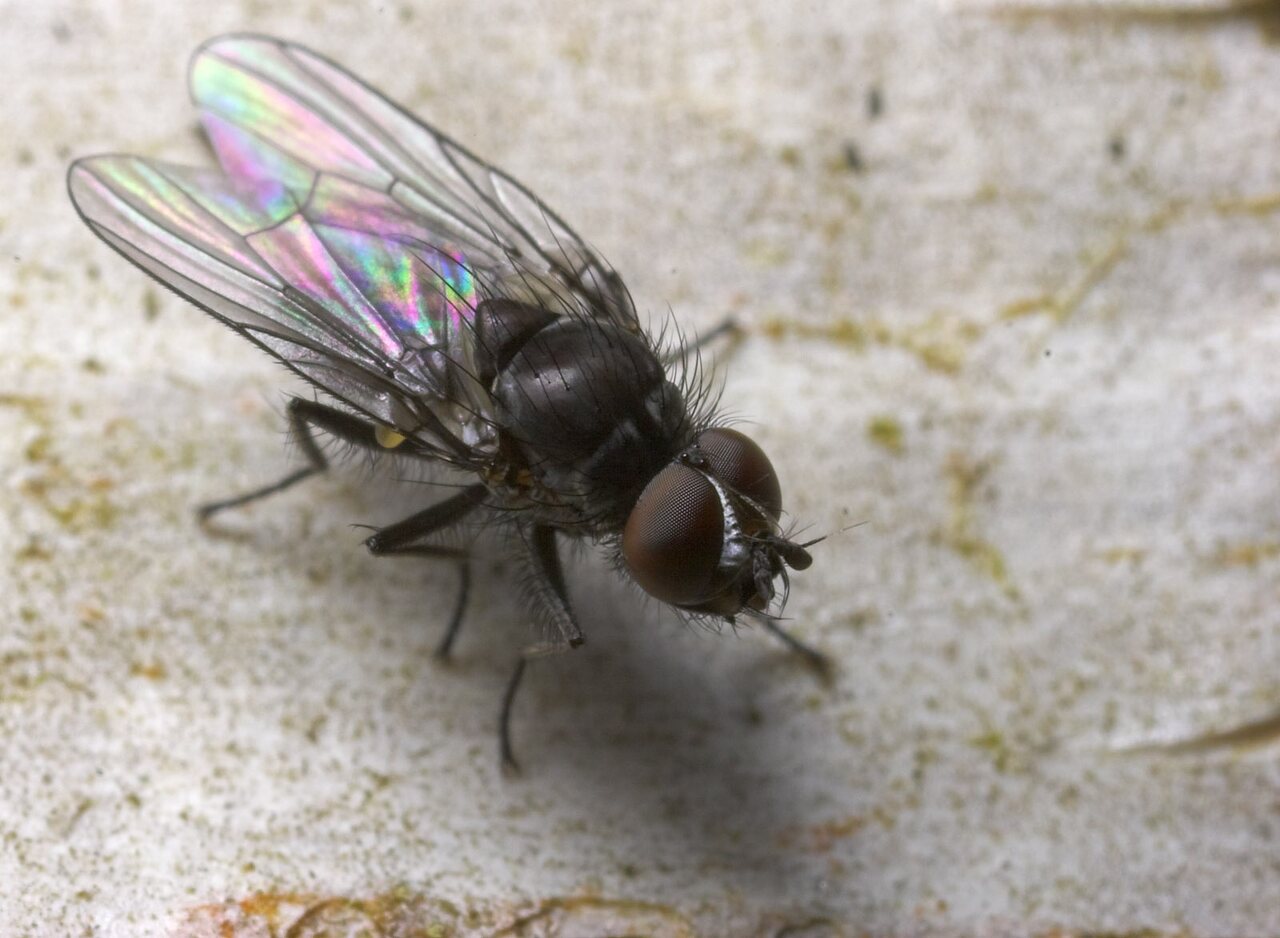 Diptera-8805.jpg