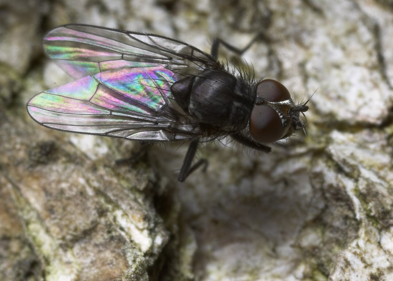 Diptera-8806.jpg
