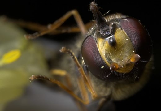 Syrphidae · žiedmusė