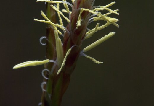 Carex digitata · pirštuotoji viksva