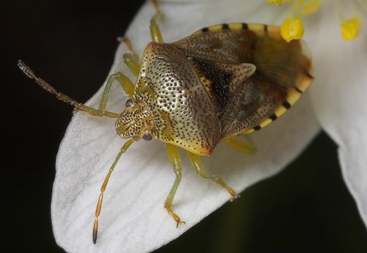 Elasmucha grisea · alksninė skydblakė